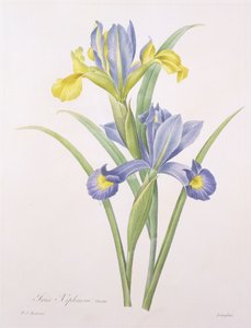 1827年の「Choix des Plus Belles Fleurs」からラングロワによって彫刻されたアイリスキシフィウム、品種